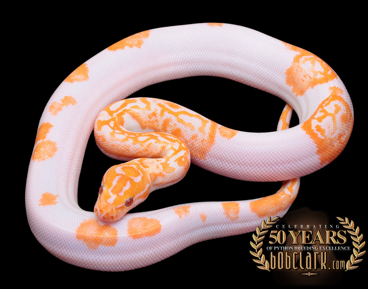 Albino pied poss het granite