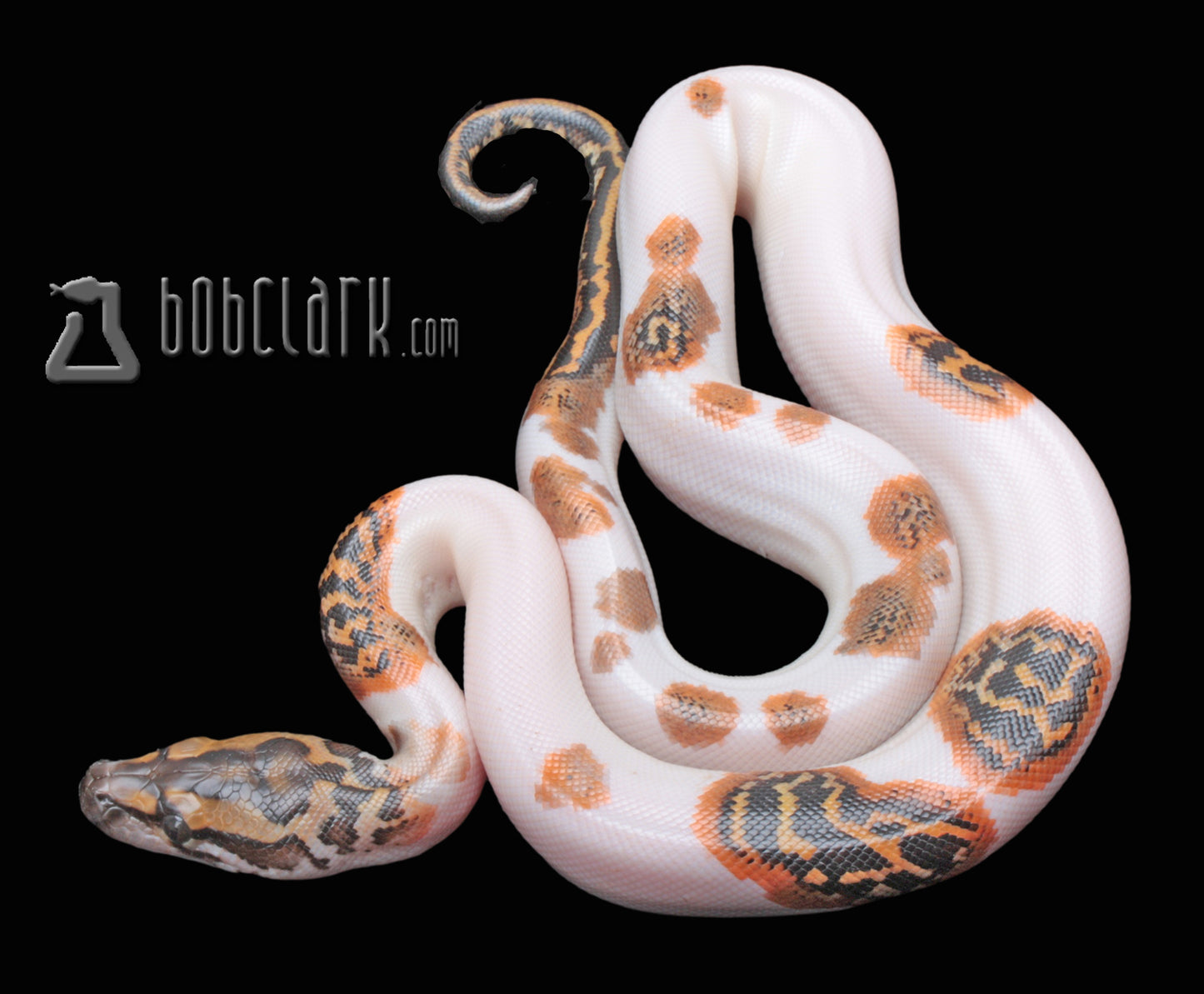 Pied double het albino and granite