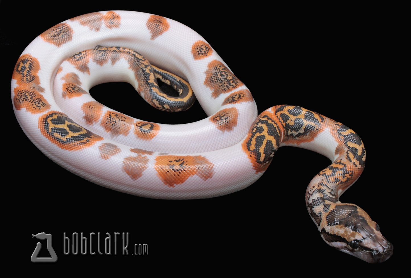 Pied double het albino and granite