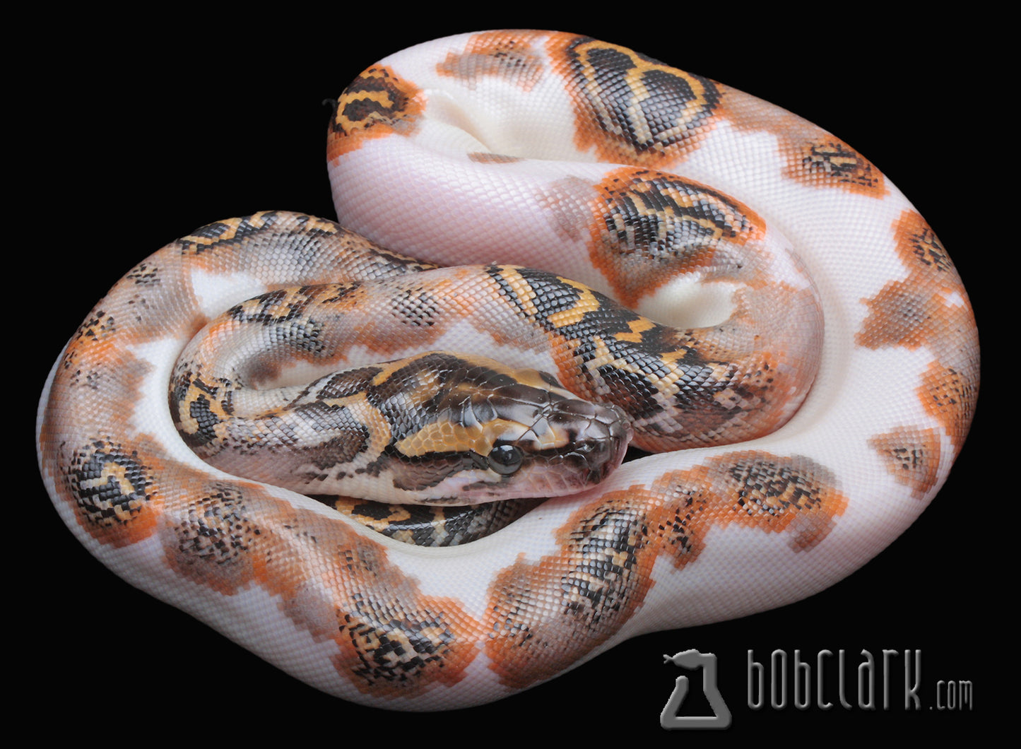 Pied double het albino and granite