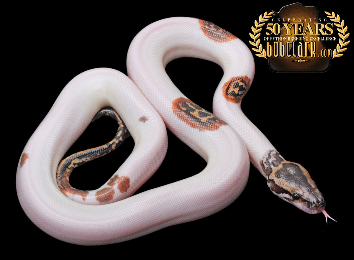 Python Shampoo Animal Pied het albino