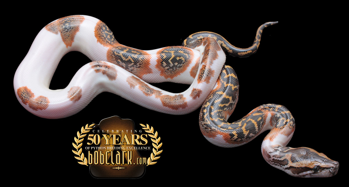 Edna Burmese Python Burmese Pythons