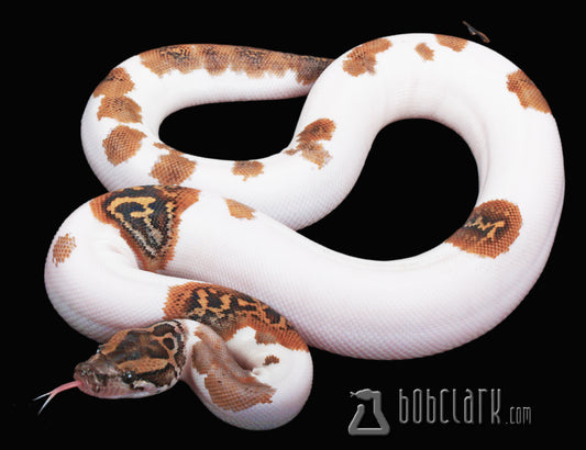Pied het albino, poss het granite