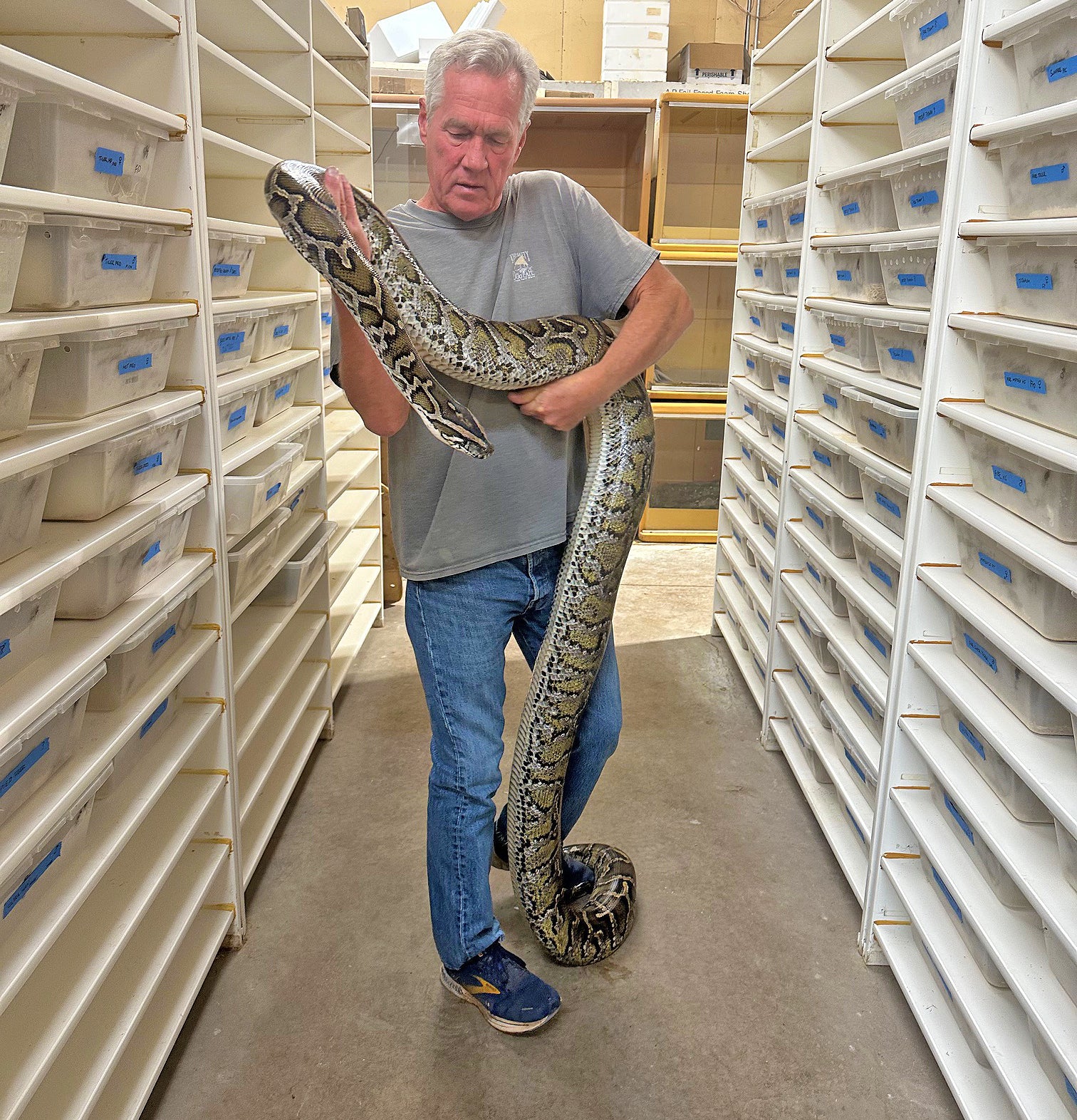 Granite Burmese Python Size