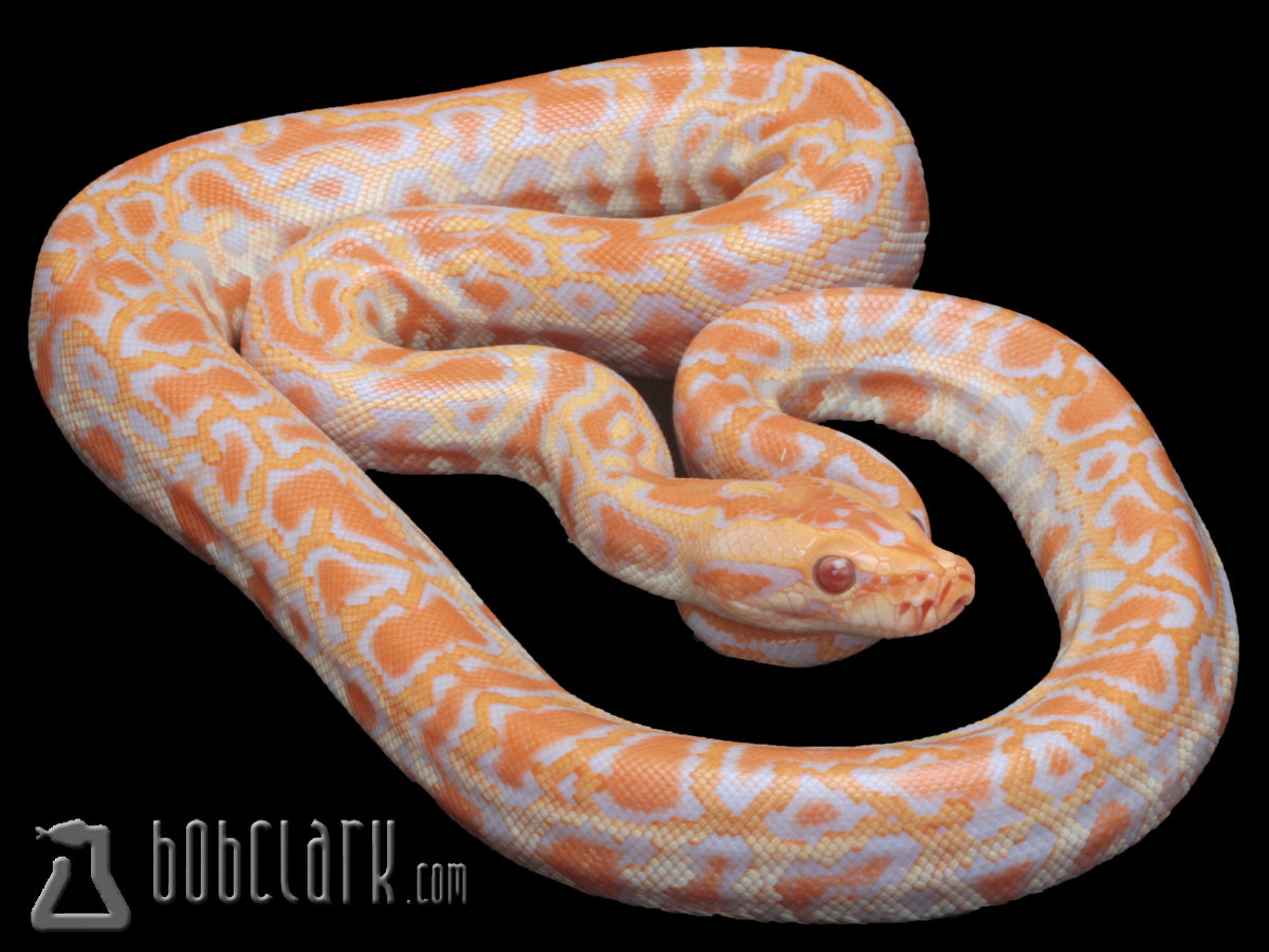 albino het pied