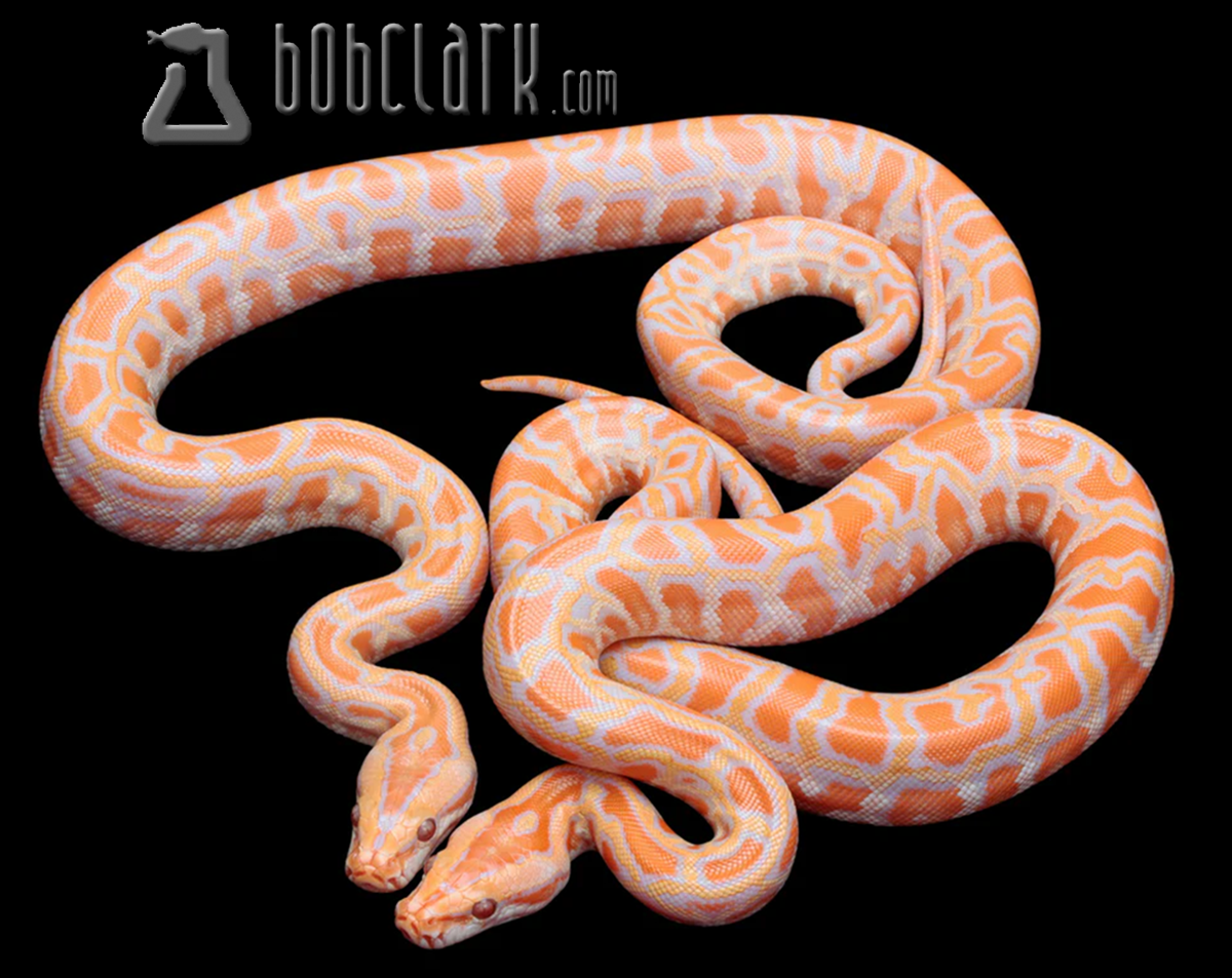 Albino het pied and granite pair