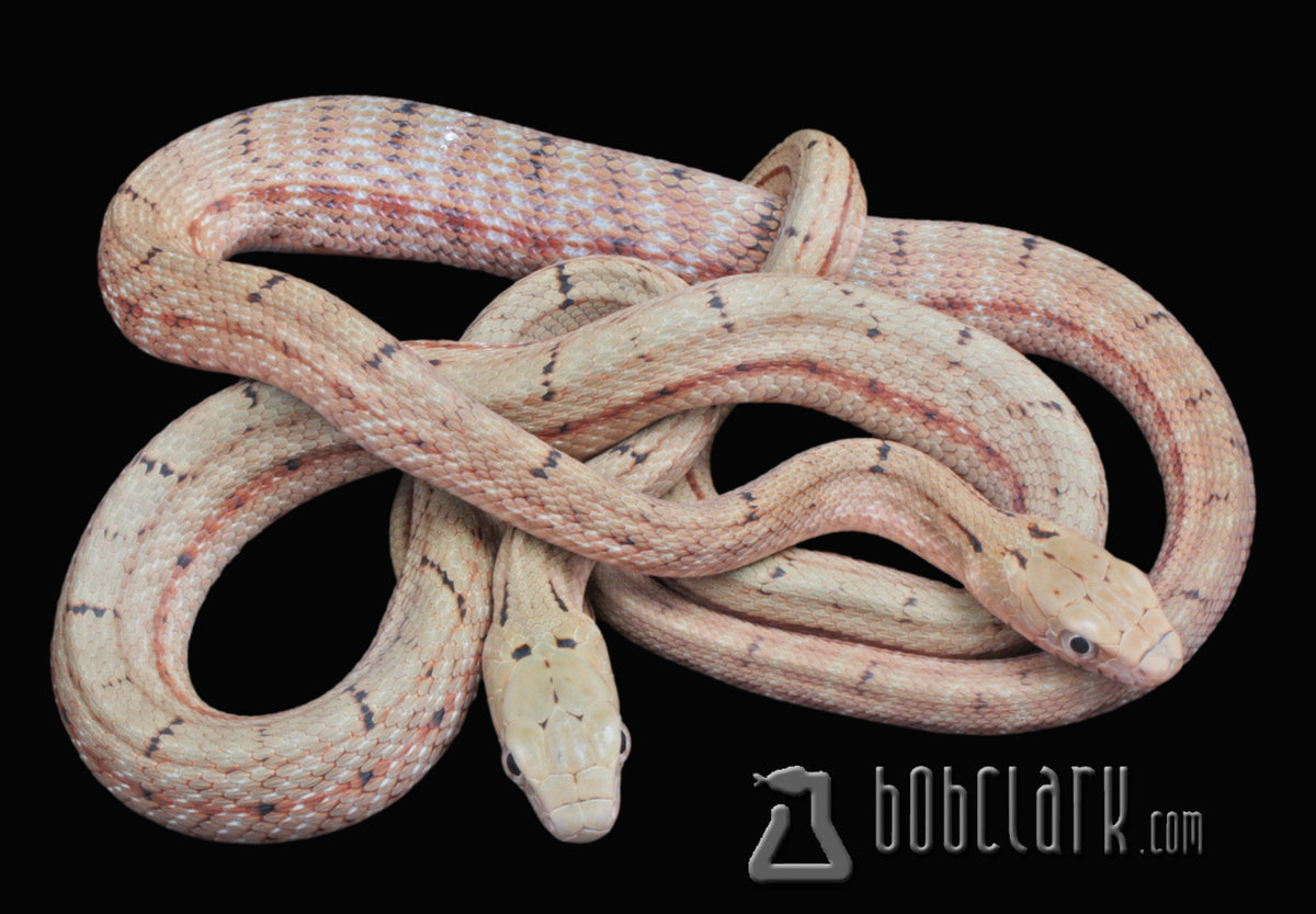 King rat snakes