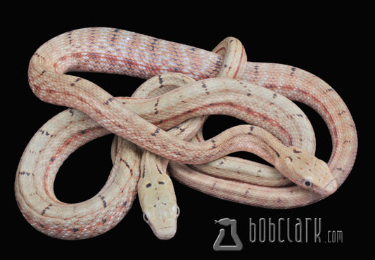 King rat snakes