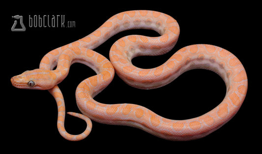 Other Pythons : T+ albino Brazilian rainbow boa