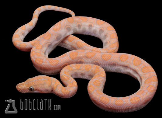 Other Pythons : T+ albino Brazilian rainbow boa