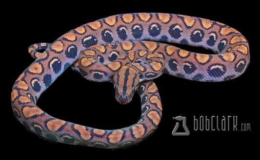 Other Pythons : Brazilian rainbow boa