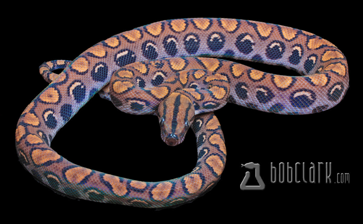 Other Pythons : Brazilian rainbow boa