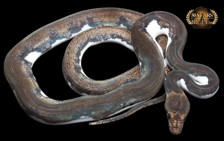 Reticulated Pythons