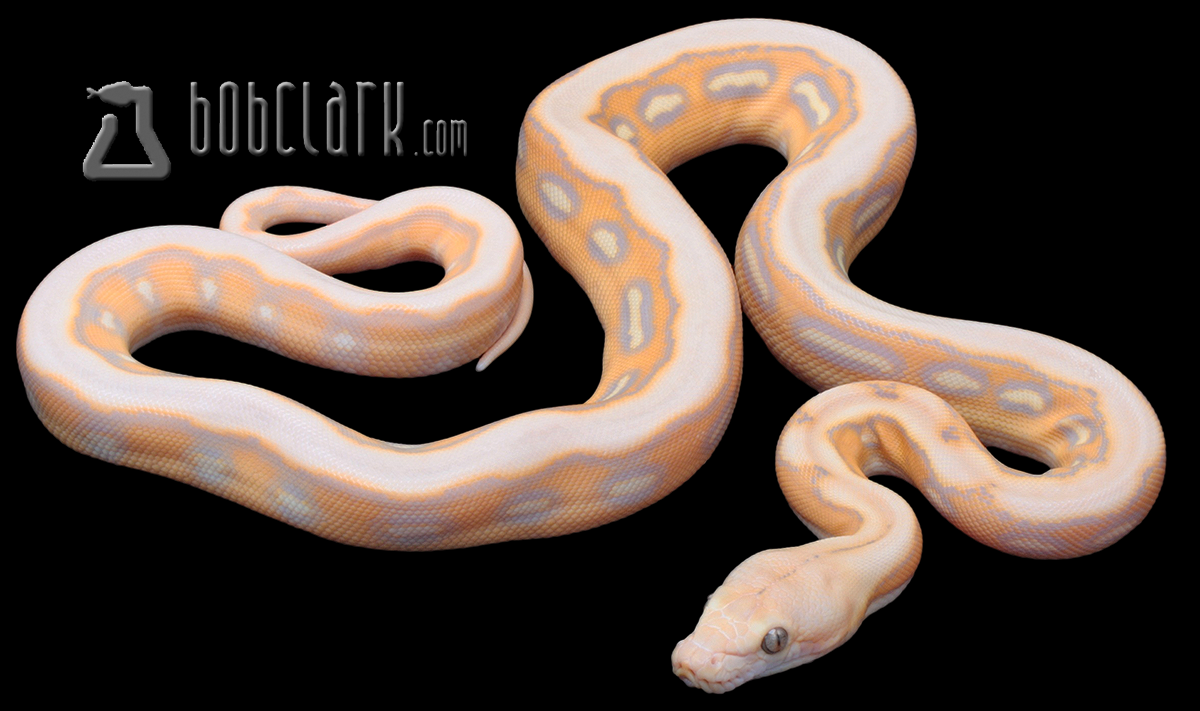 Renick ghost sunfire tiger 100% het Genetic stripe