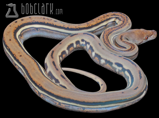 Genetic stripe