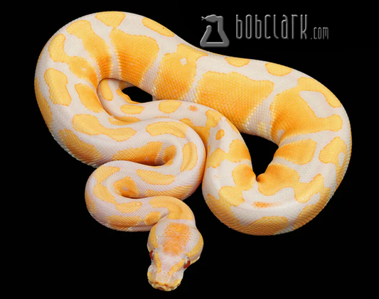 Lavender albino het pied