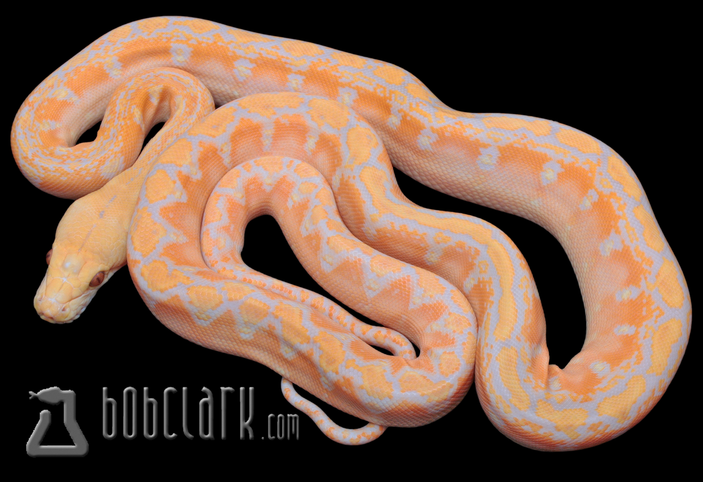 Lavender albino phantom