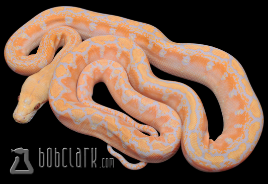 Lavender albino phantom