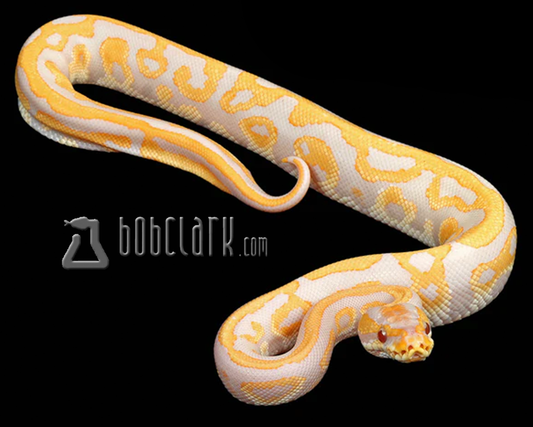 Lavender albino leopard het pied