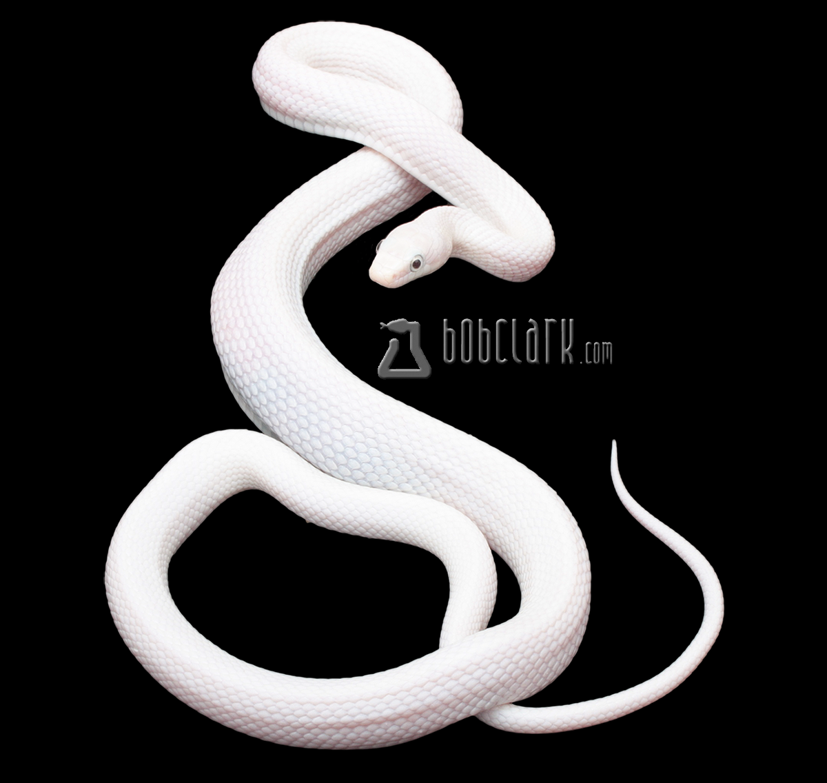 Leucistic Texas rat snake