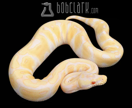 Pastel albino enchi