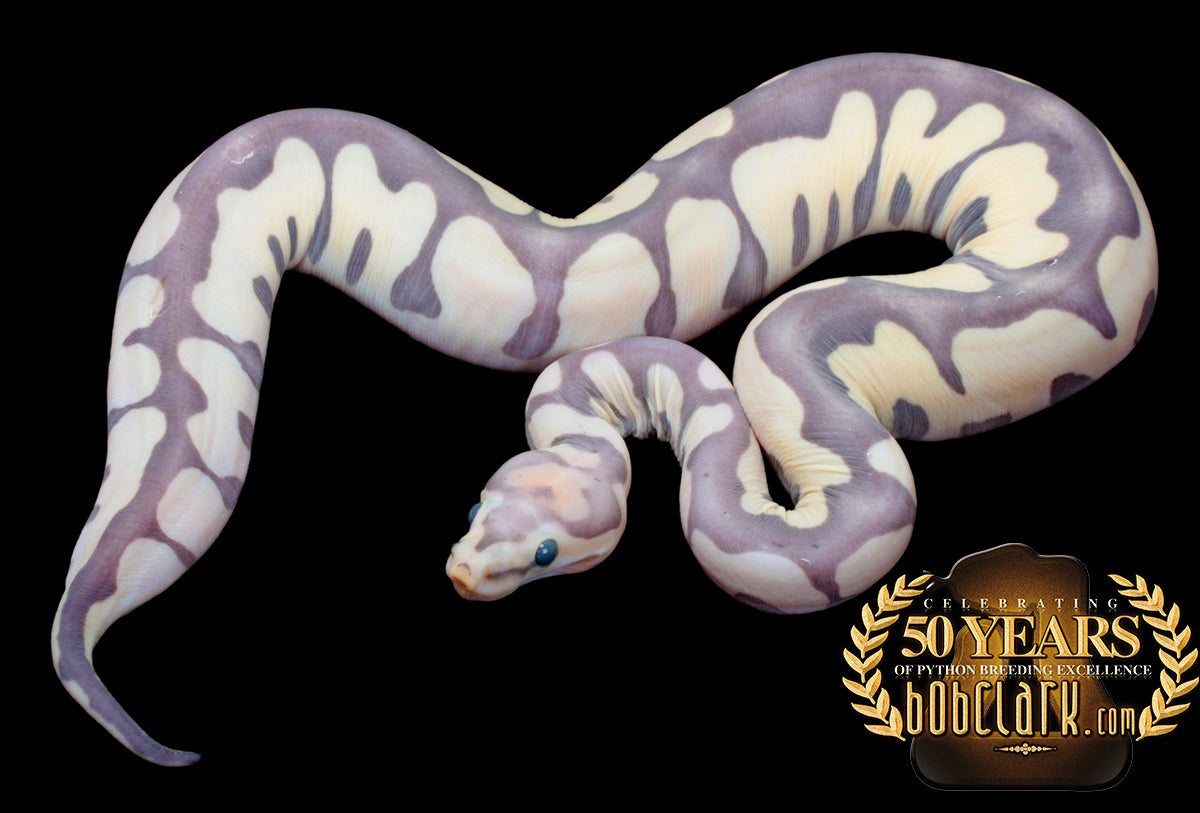 Scaleless clown