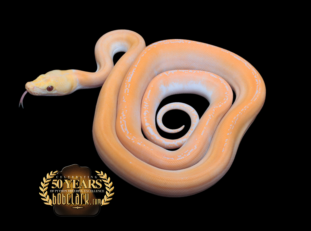 Albion Dawen Python Lavender Albino Pied Ball Python