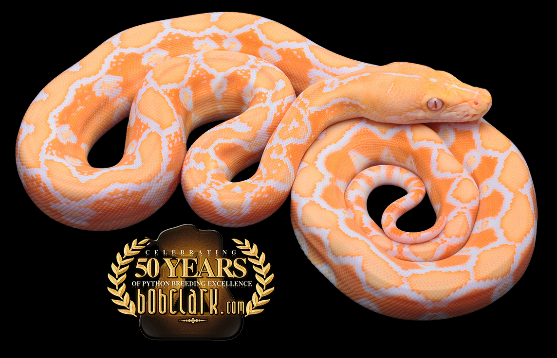 Retic Python Png Reticulated Pythons