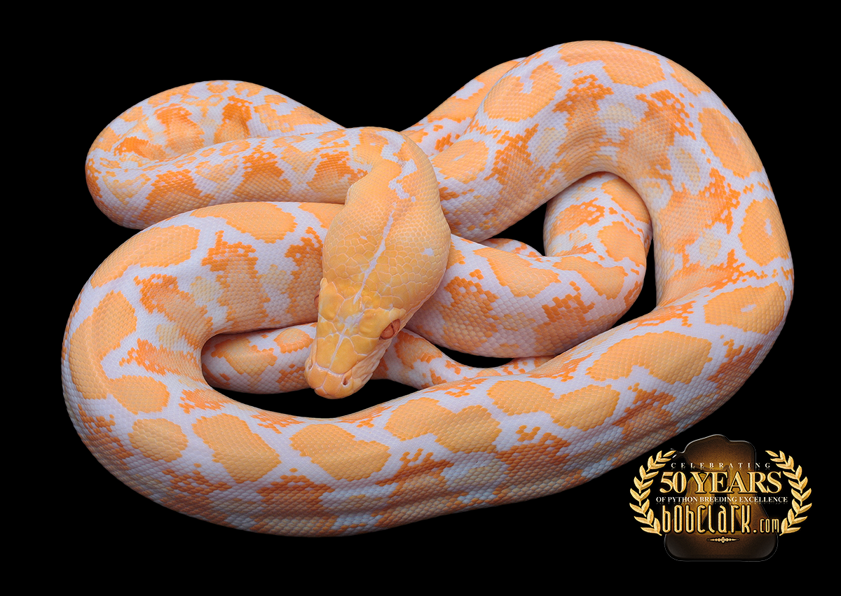 Albino