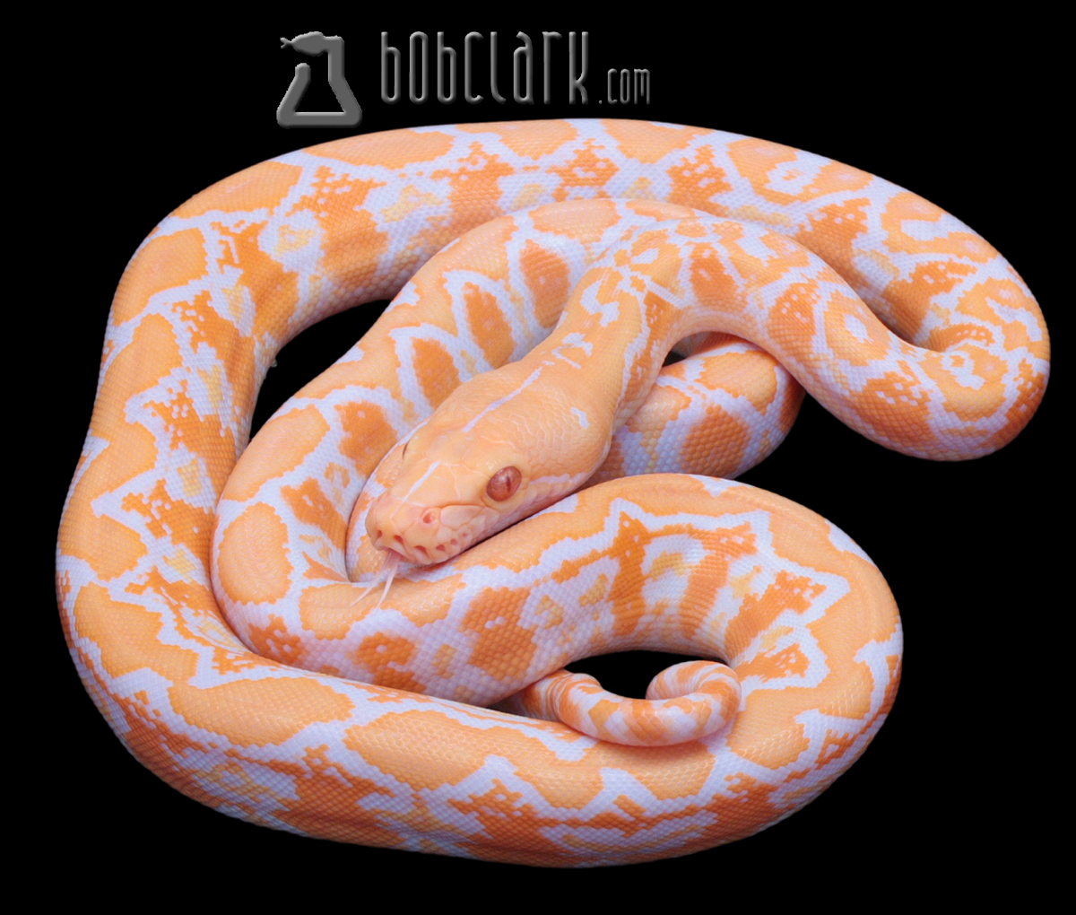White phase albino