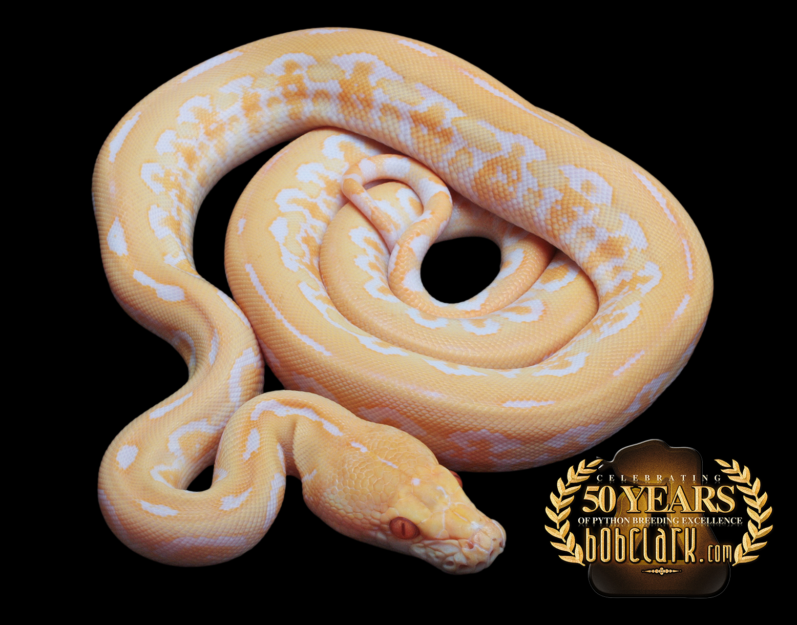 Reticulated Pythons
