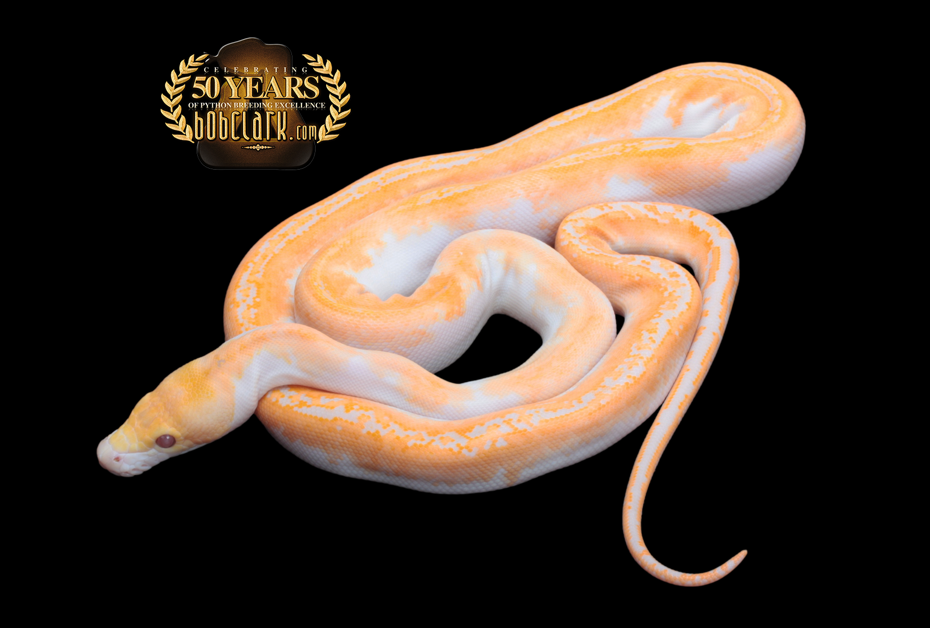 Lavender Albino Pied Ball Python