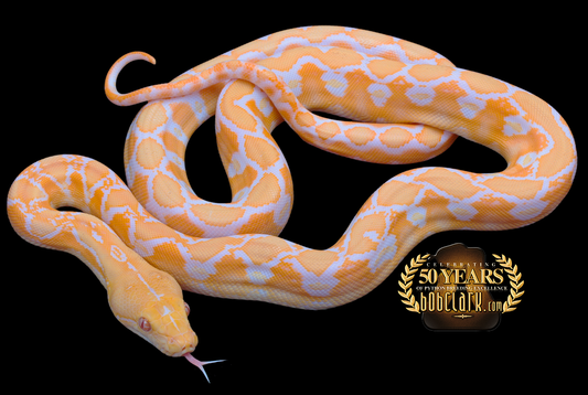 Albino sunfire
