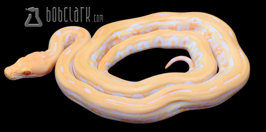 Albino jaguar