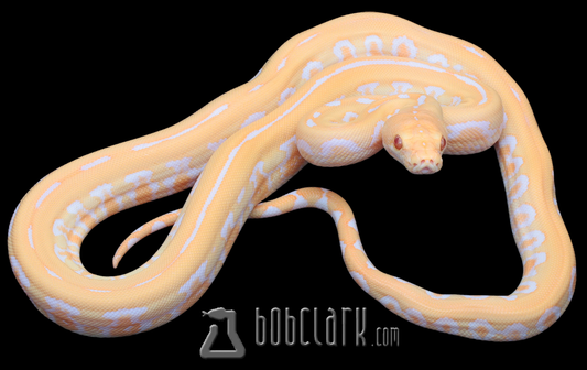 Albino jaguar
