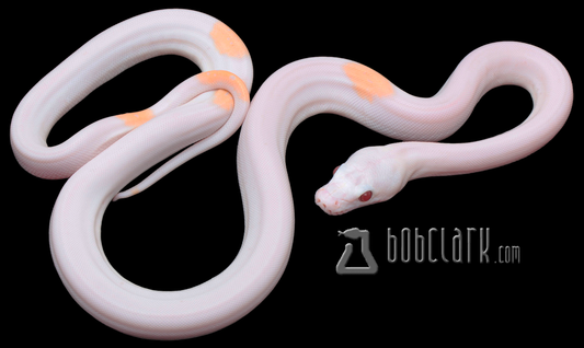 Purple albino Jaguar pied