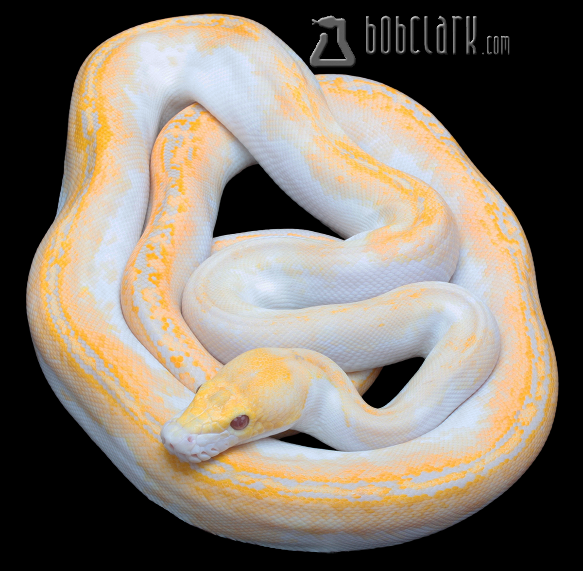 Lavender albino pied