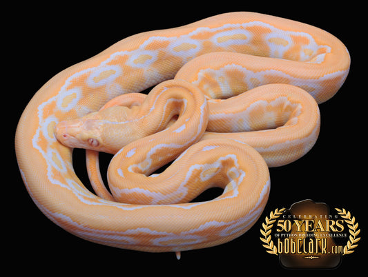 Albino sunfire tiger