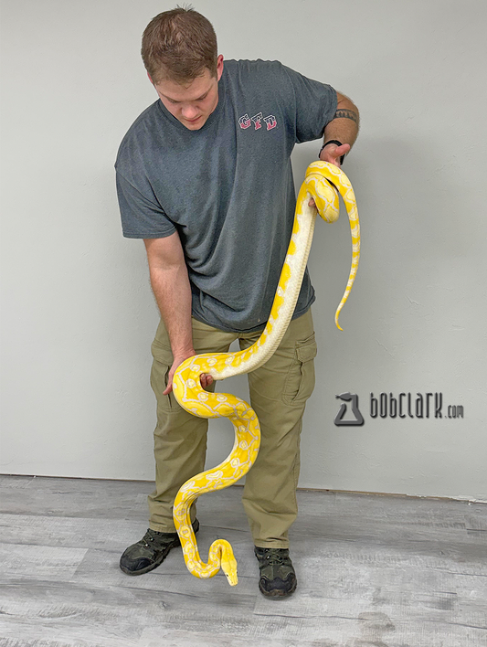 Breeder Lavender albino sunfire 9'