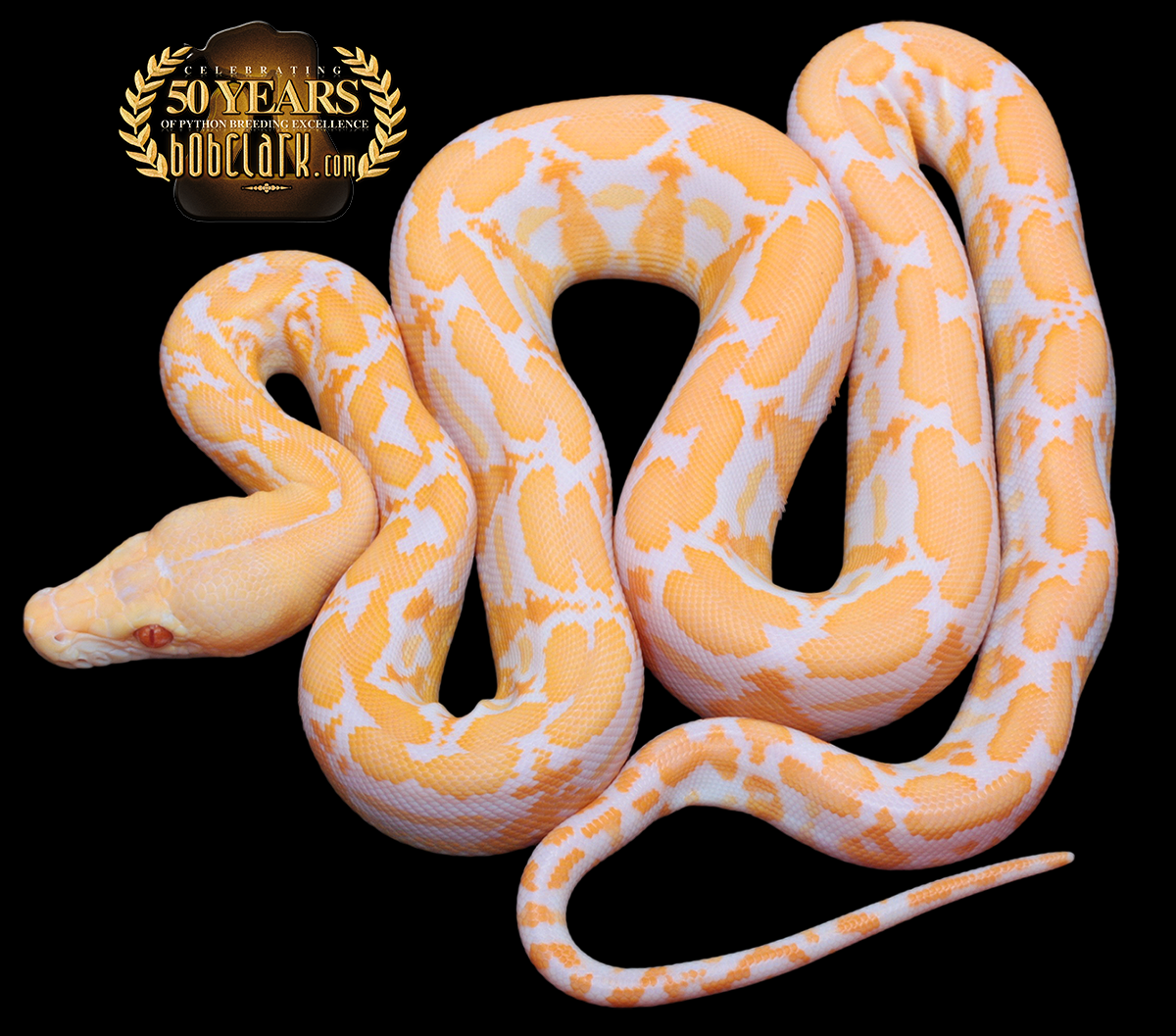 Albino tiger