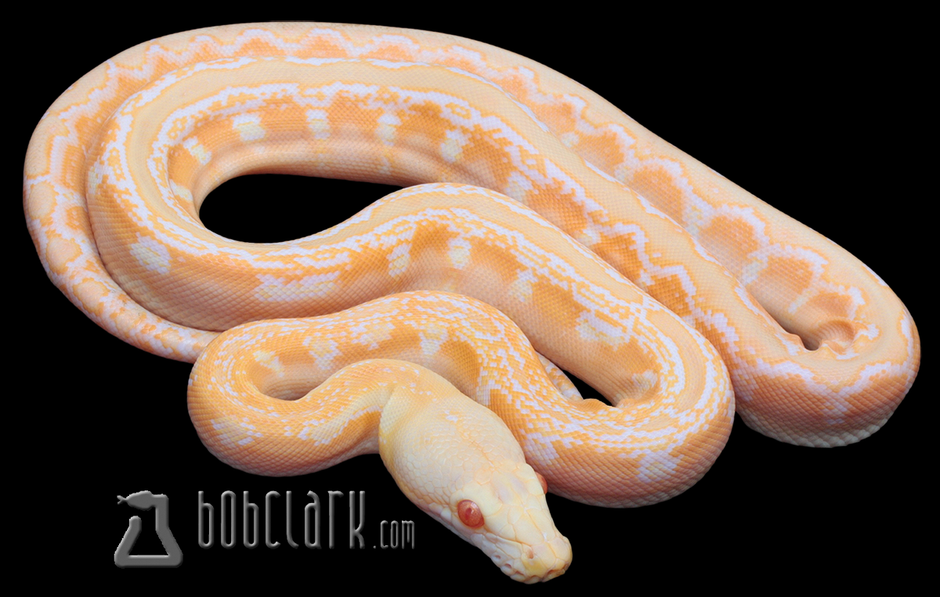 Phantom Retic Python Reticulated Pythons