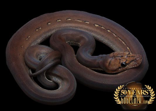 Anthrax golden child phantom