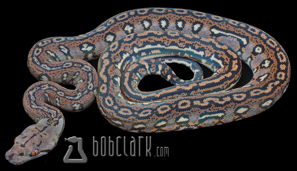 Reticulated Pythons