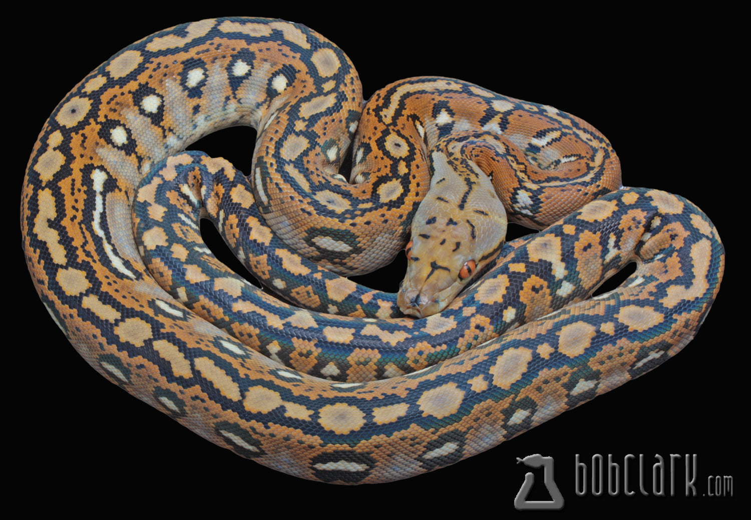 Silver Retic Python Reticulated Pythons