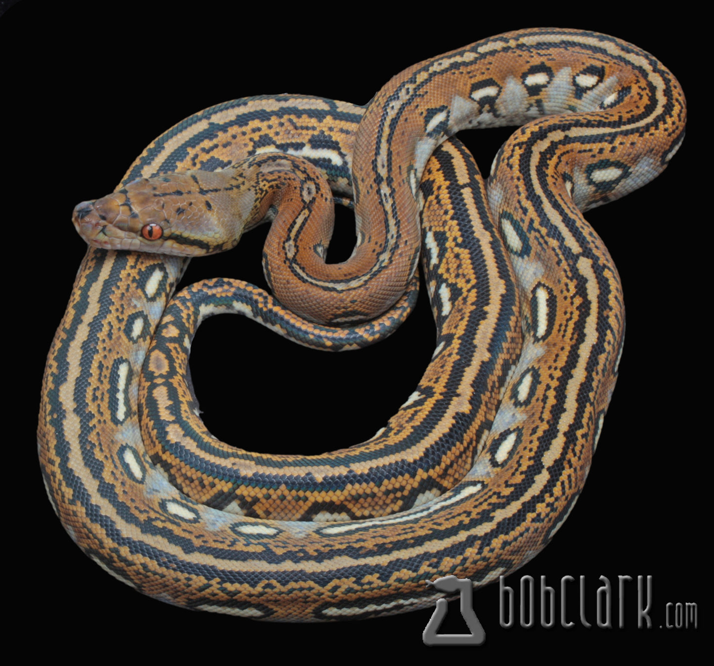 Aztec, male