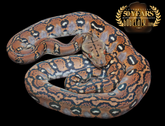Bob Clark Reptiles