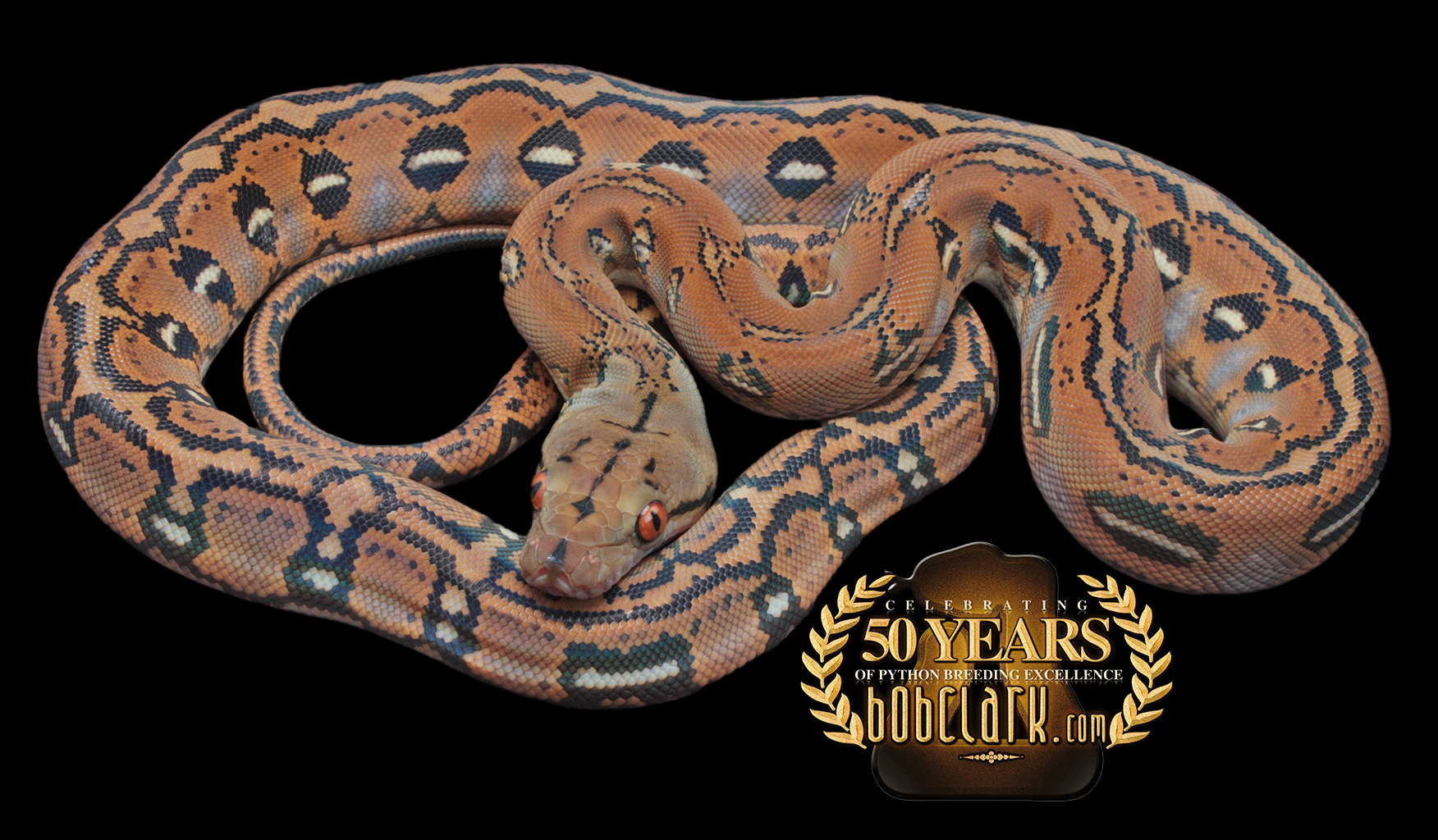 Reticulated Pythons