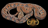 Bob Clark Reptiles