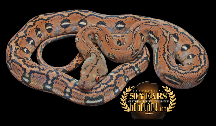 Pythons Available | Bob Clark