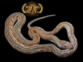 Bob Clark Reptiles